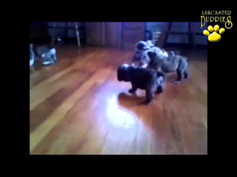 English Bulldogs For Sale In Pa