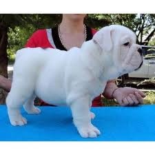 English Bulldogs For Sale In Texas