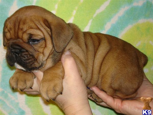 English Bulldogs For Sale In Texas