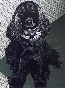 English Cocker Spaniel Black