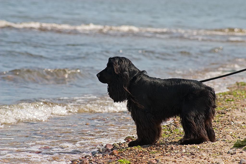 English Cocker Spaniel Black