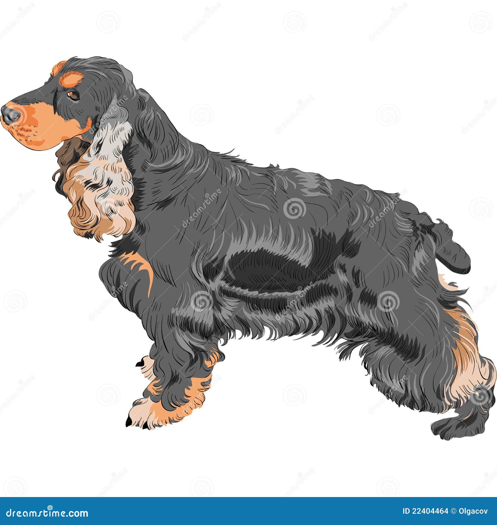 English Cocker Spaniel Black