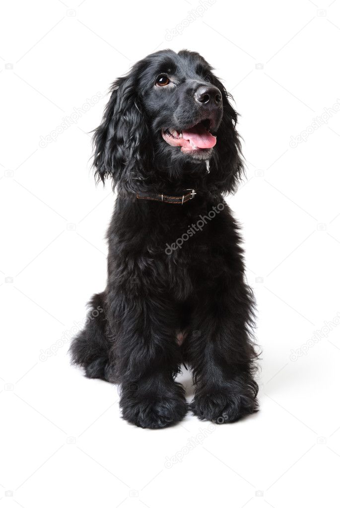 English Cocker Spaniel Black