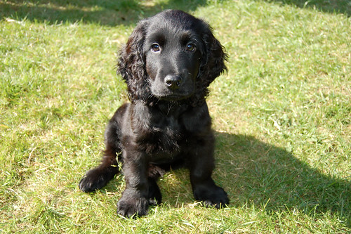 English Cocker Spaniel Black