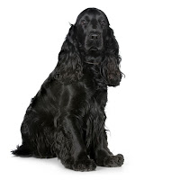 English Cocker Spaniel Black