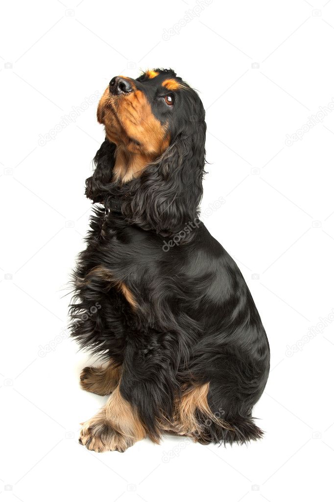 English Cocker Spaniel Black