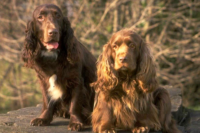 English Cocker Spaniel Black Puppy