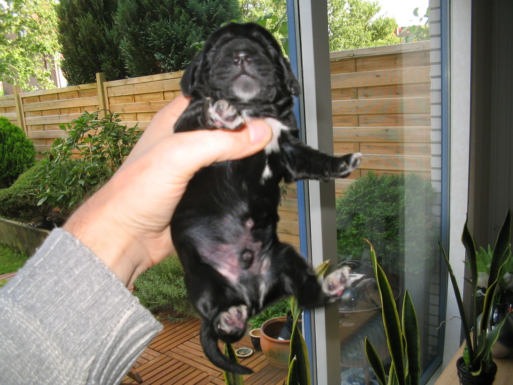 English Cocker Spaniel Black Puppy