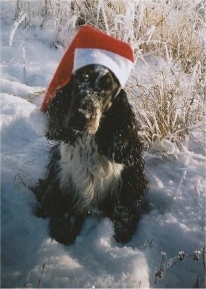 English Cocker Spaniel Black Puppy