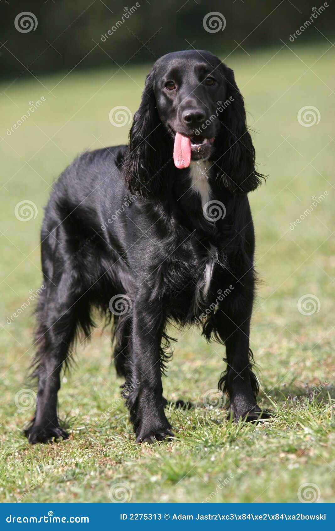 English Cocker Spaniel Black Puppy