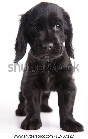 English Cocker Spaniel Black Puppy