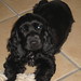 English Cocker Spaniel Black Puppy