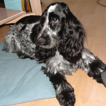 English Cocker Spaniel Blue Roan