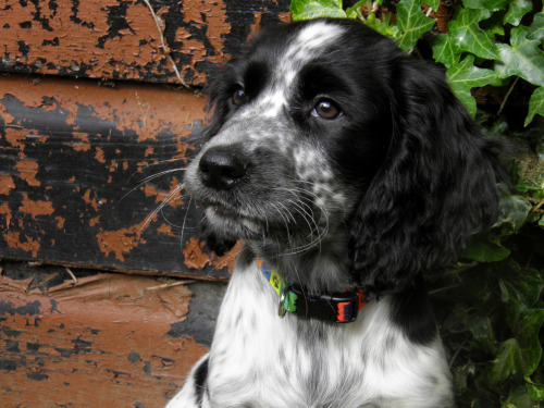 English Cocker Spaniel Blue Roan