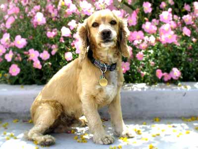 English Cocker Spaniel Brown