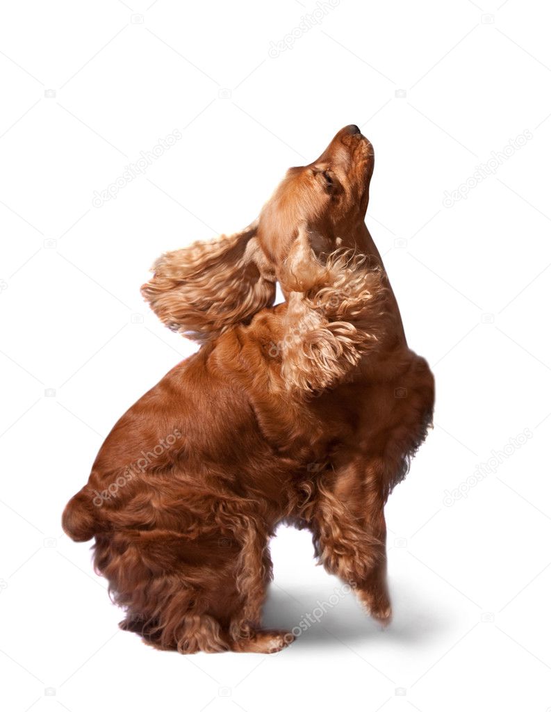 English Cocker Spaniel Brown