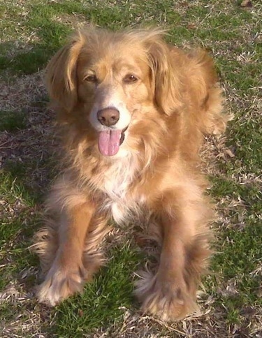 English Cocker Spaniel Brown