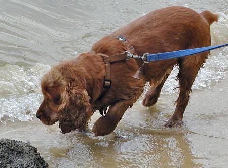 English Cocker Spaniel Brown