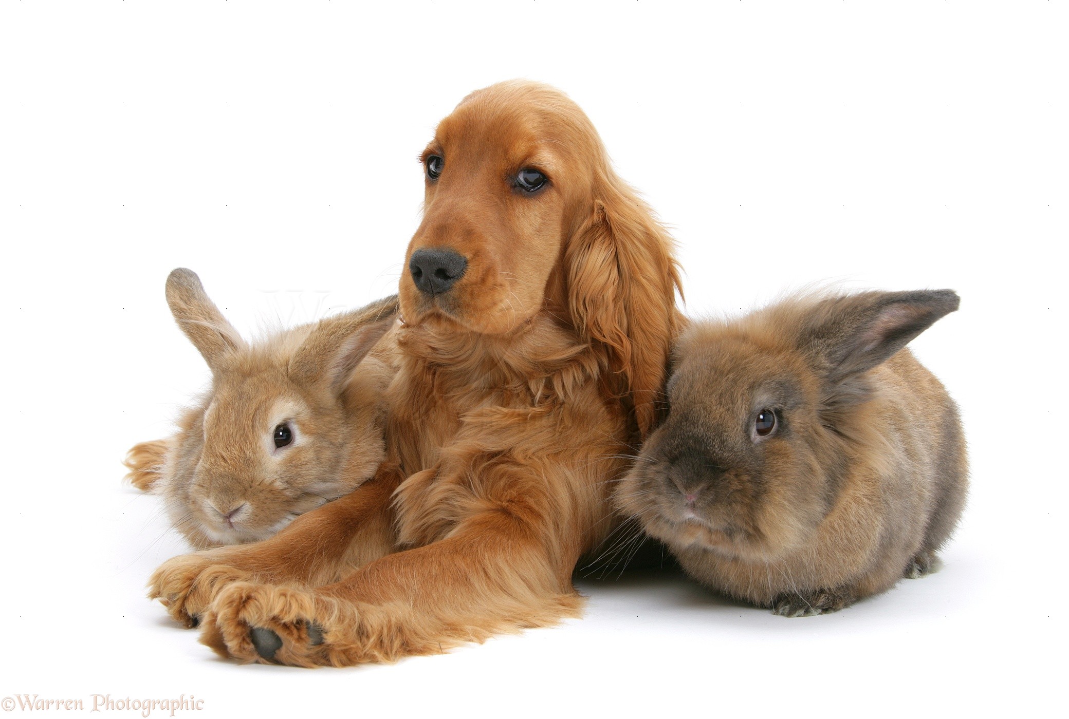 English Cocker Spaniel Brown