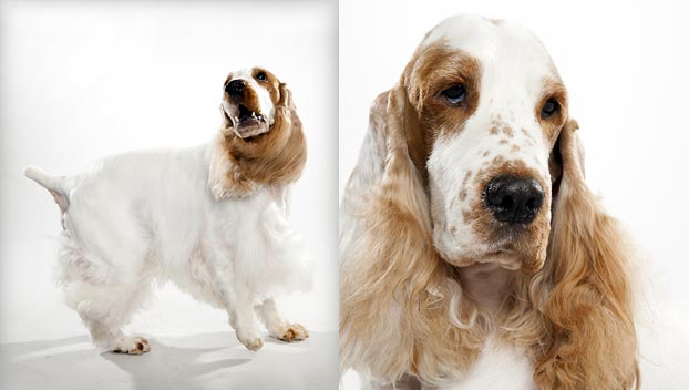 English Cocker Spaniel Dog