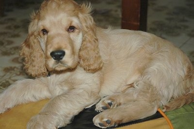 English Cocker Spaniel Dog