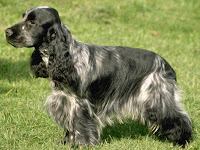 English Cocker Spaniel Dog