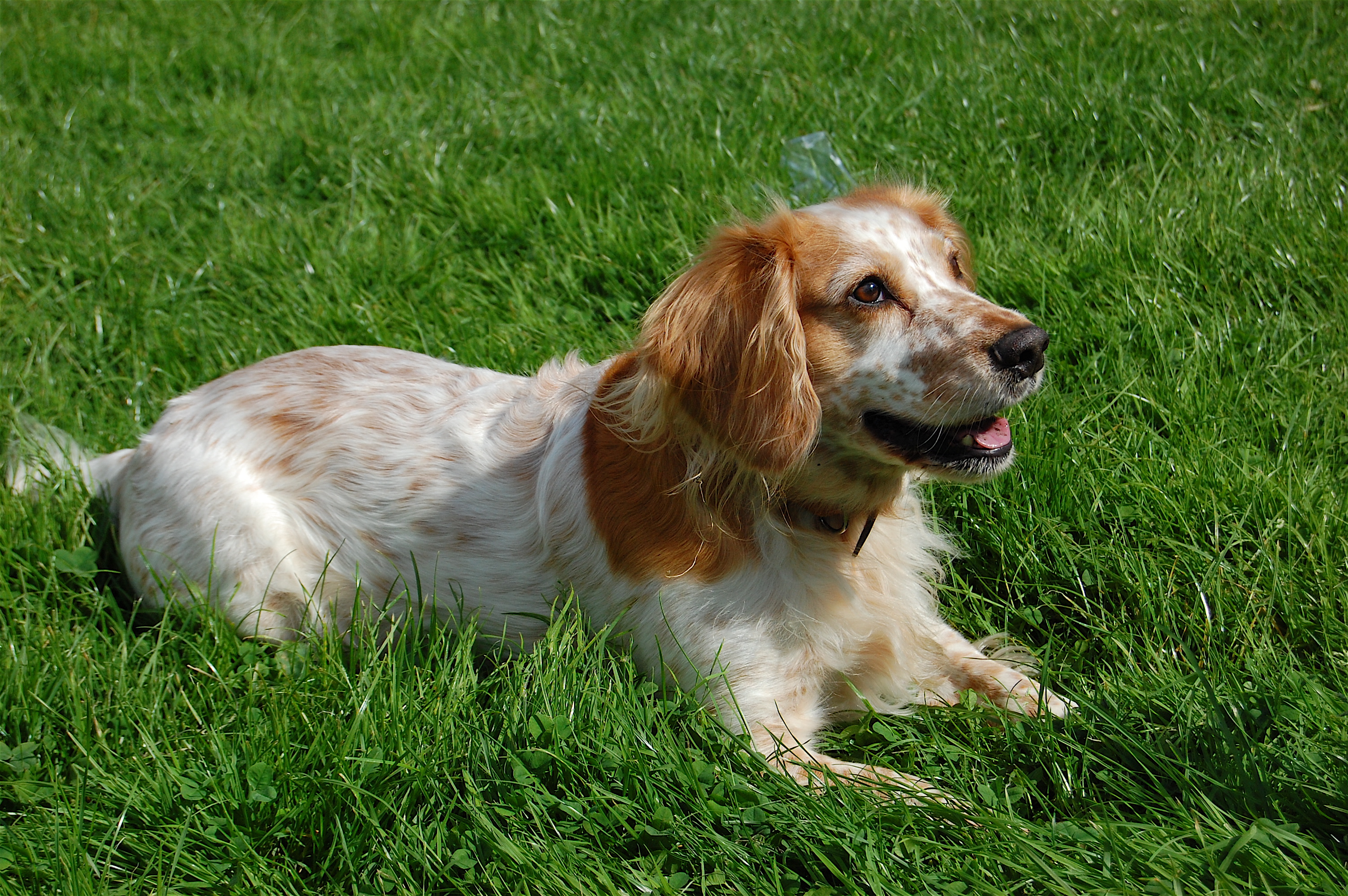 English Cocker Spaniel Dog