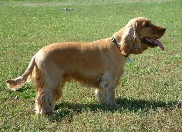 English Cocker Spaniel Dog