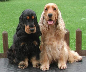 English Cocker Spaniel Dog