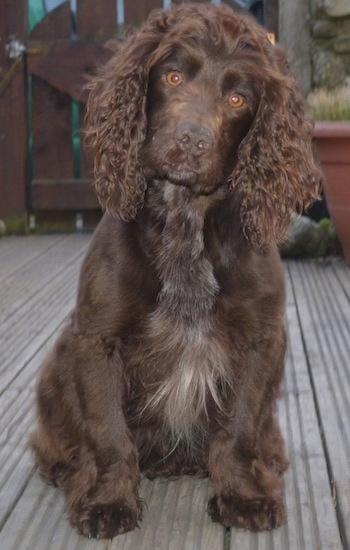 English Cocker Spaniel Hunting Dogs