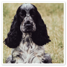 English Cocker Spaniel Hunting Dogs