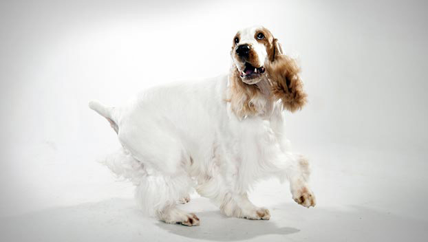 English Cocker Spaniel Hunting Dogs