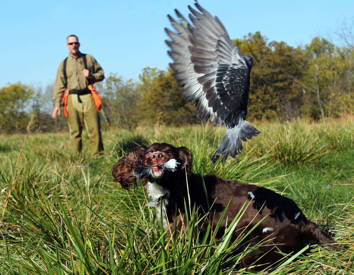 English Cocker Spaniel Hunting Dogs