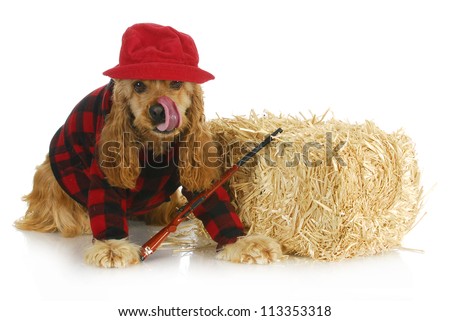 English Cocker Spaniel Hunting Dogs