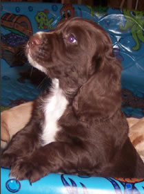 English Cocker Spaniel Hunting Dogs