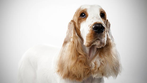 English Cocker Spaniel Hunting Dogs