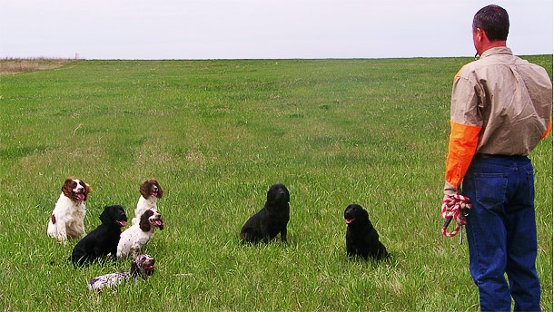 English Cocker Spaniel Hunting Dogs