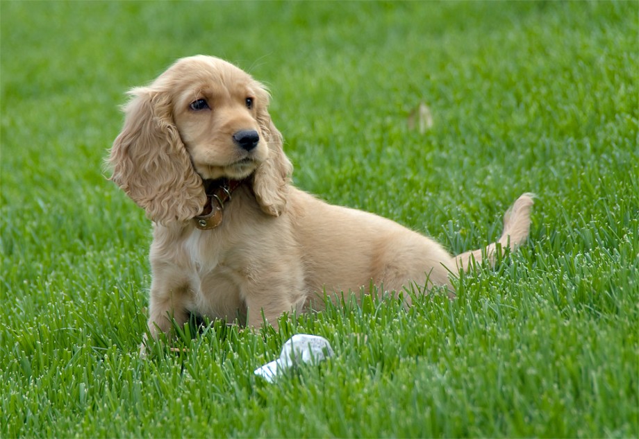 English Cocker Spaniel Hunting Dogs