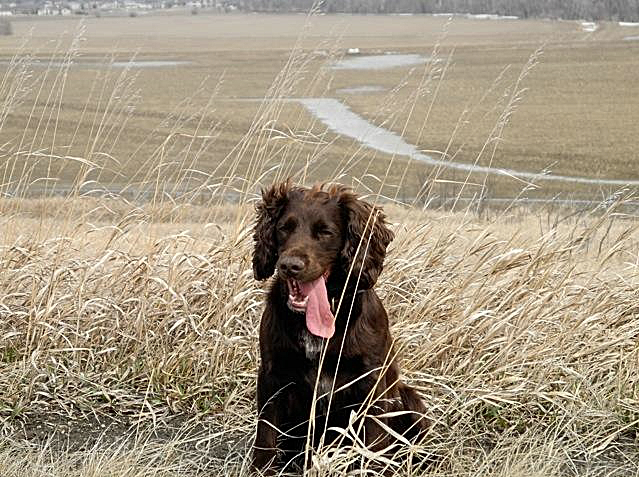 English Cocker Spaniel Hunting Dogs For Sale