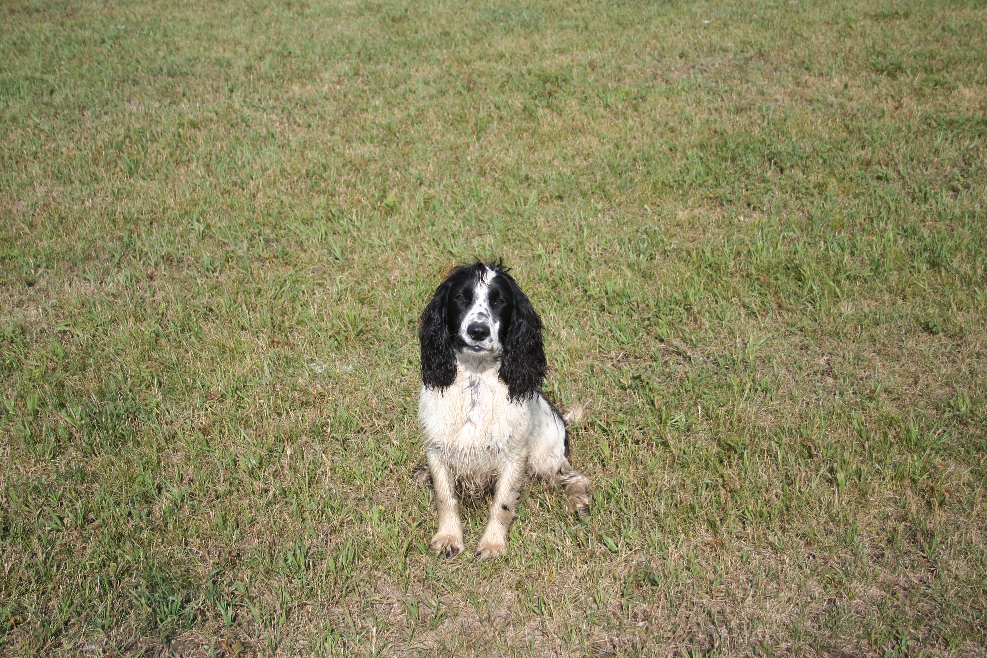 English Cocker Spaniel Hunting Dogs For Sale