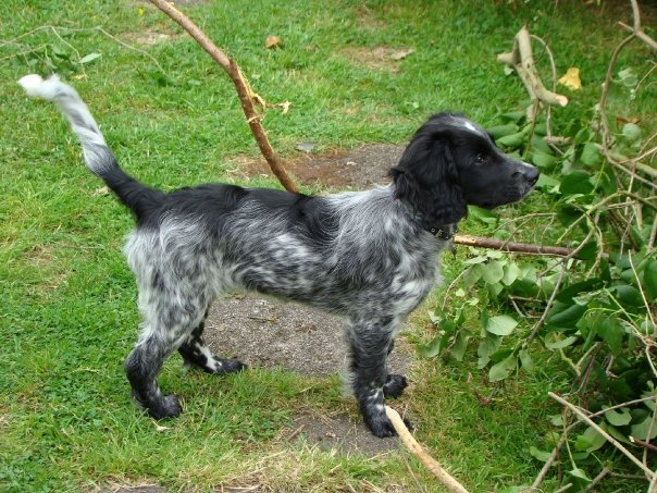 English Cocker Spaniel Hunting Dogs For Sale