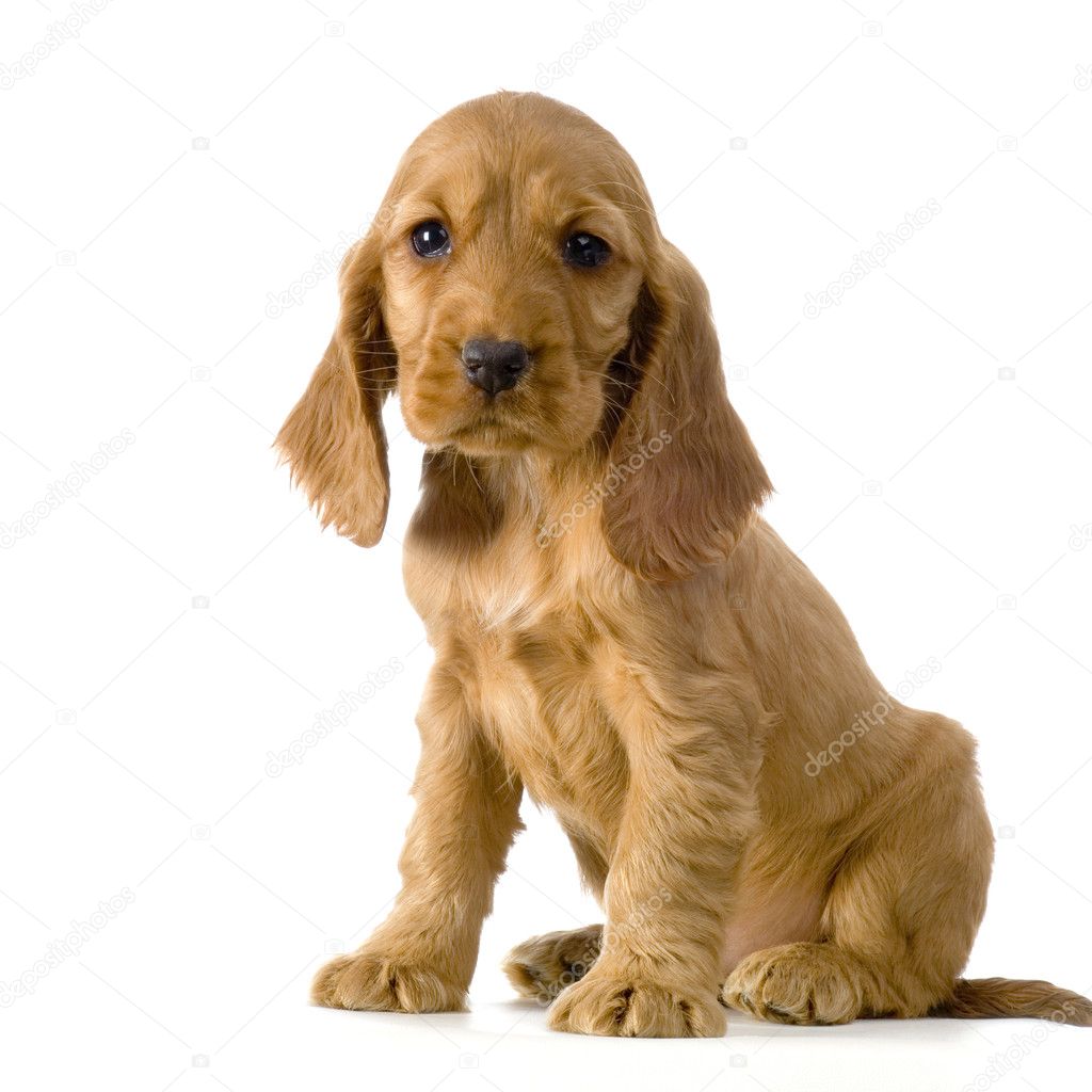 English Cocker Spaniel Pictures