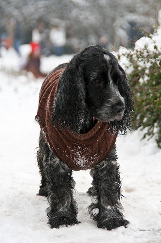 English Cocker Spaniel Pictures