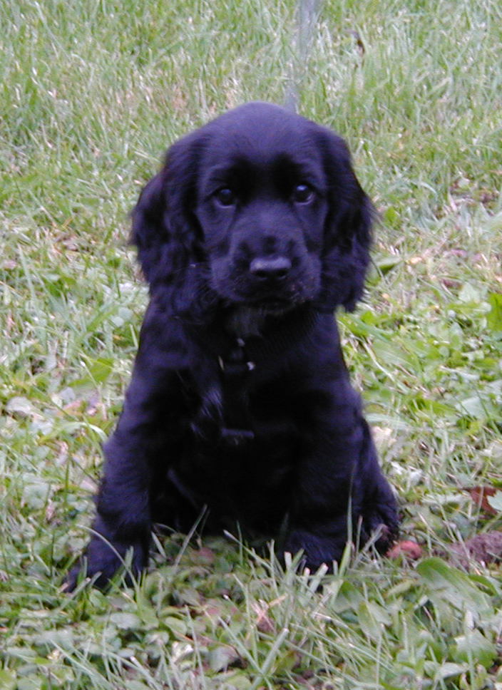 English Cocker Spaniel Puppies