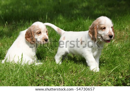 English Cocker Spaniel Puppies