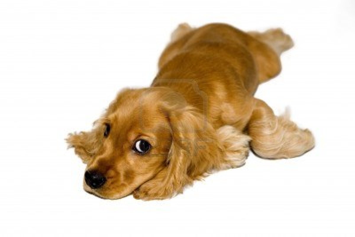 English Cocker Spaniel Puppies