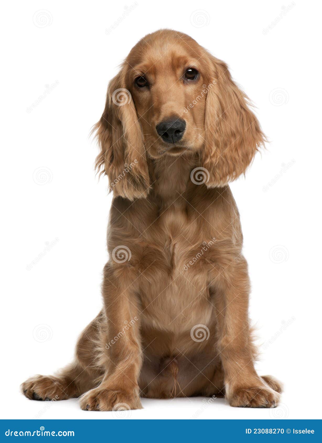 English Cocker Spaniel Puppies Brown