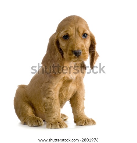 English Cocker Spaniel Puppies Brown