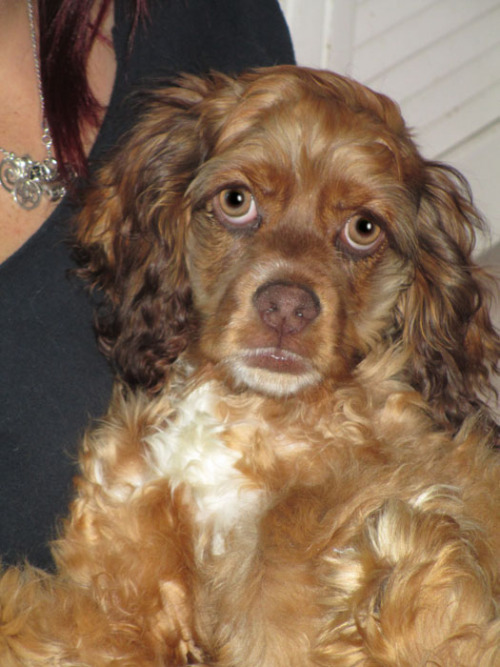 English Cocker Spaniel Puppies Brown