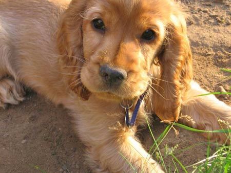 English Cocker Spaniel Puppies Brown